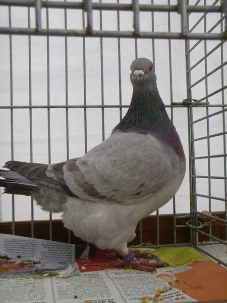 944224_380207765430360_8805333_n