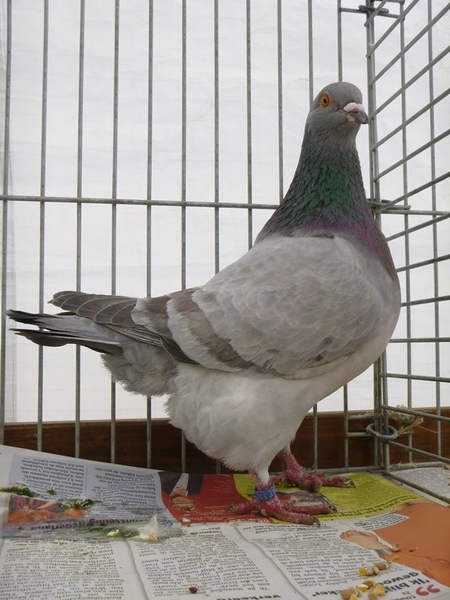 944224_380207772097026_1432464183_n