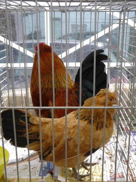 944532_380206098763860_1392058452_n