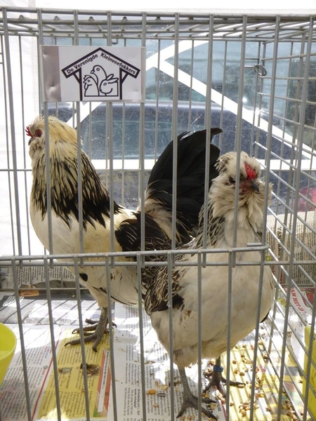 944532_380206102097193_2089800526_n