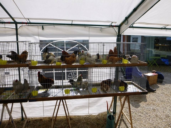 971767_380205275430609_50956668_n