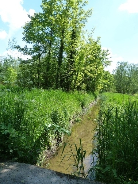 13-Gerstjens in Erembodegem