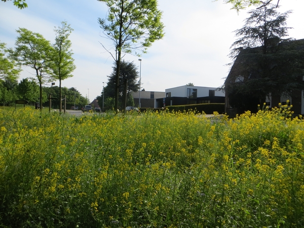 2013-05-25 Temse 022