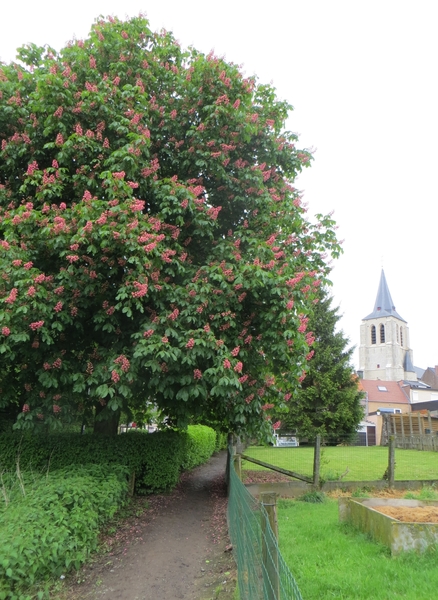 2013-05-26 Lennik 005