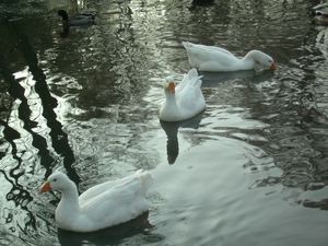 Park Genk 01