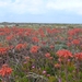 <bloemenveld Portugal