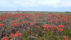 <bloemenveld Portugal