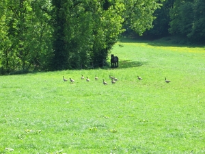 2013-05-27 Avennes 035