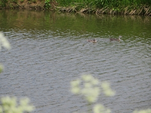 2013-06 01 Petegem-aan-de-Leie 016