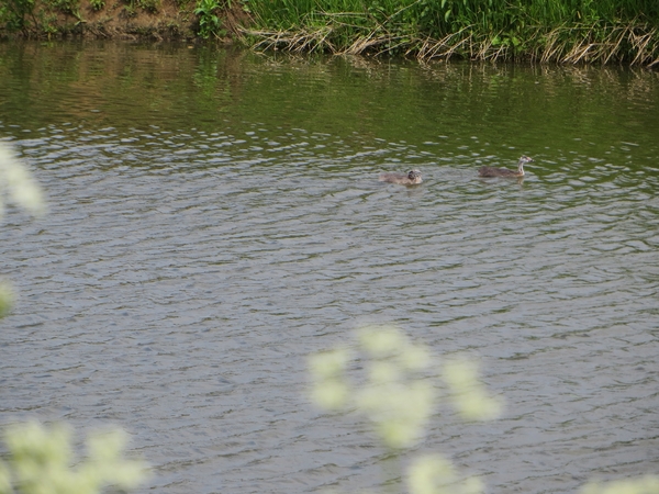 2013-06 01 Petegem-aan-de-Leie 016