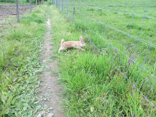 2013-06 02 Gooik 059