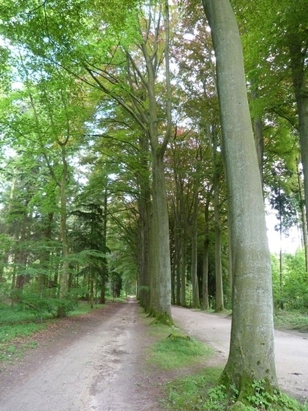 36-Terug in Zoniënwoud naar Tervuren