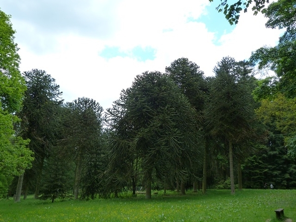 40-Tal van slangenden of apenbomen