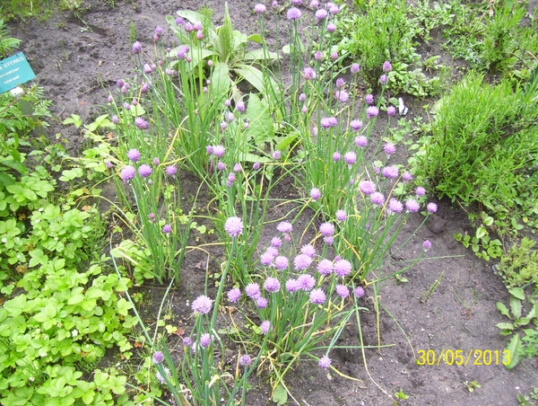 Wandeling naar Tivoli - 30 mei 2013