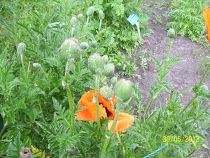 Wandeling naar Tivoli - 30 mei 2013