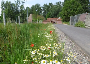 2013-06 09 Schendelbeke 014