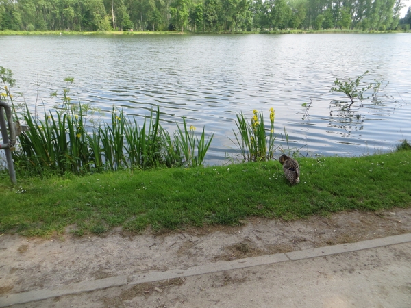 2013-06 09 Schendelbeke 024