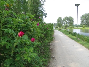 2013-06 09 Schendelbeke 027