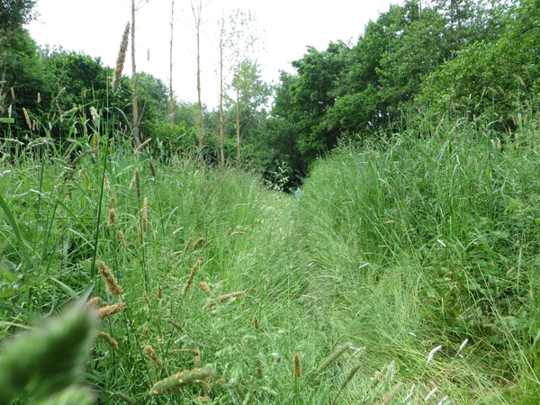 2013-06 09 Schendelbeke 035