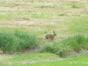 2013-06 10 Heldergem 008