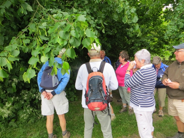 2013-06 10 Heldergem 010