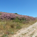 28 ebenus cretica,omgeving Rodovani