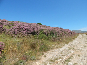 28 ebenus cretica,omgeving Rodovani