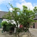 2013-06 12 Balegem 015