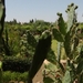 reis naar Marrakesh 002