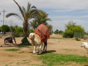 reis naar Marrakesh 296