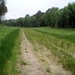 bronsgroen eikenhout