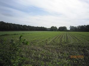wandeling in Hamont 16-6-2013 009