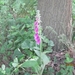 wandeling in Hamont 16-6-2013 016