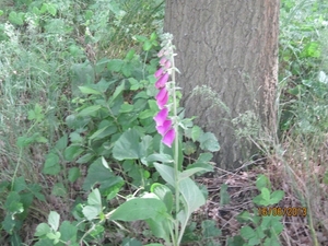 wandeling in Hamont 16-6-2013 016