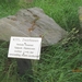wandeling in Hamont 16-6-2013 020