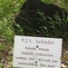 wandeling in Hamont 16-6-2013 036