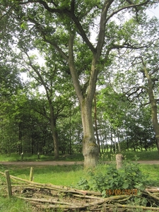 wandeling in Hamont 16-6-2013 041