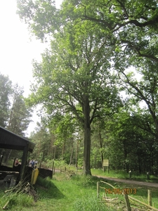 wandeling in Hamont 16-6-2013 042