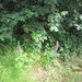 wandeling in Hamont 16-6-2013 066