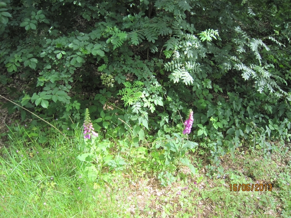 wandeling in Hamont 16-6-2013 066