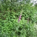 wandeling in Hamont 16-6-2013 067