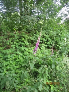 wandeling in Hamont 16-6-2013 067
