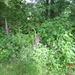wandeling in Hamont 16-6-2013 068