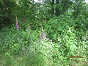 wandeling in Hamont 16-6-2013 068