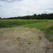 wandeling in Hamont 16-6-2013 074