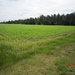 wandeling in Hamont 16-6-2013 075