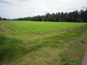 wandeling in Hamont 16-6-2013 075