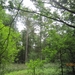 wandeling in Hamont 16-6-2013 078