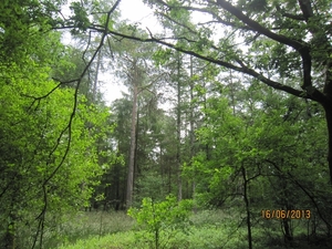 wandeling in Hamont 16-6-2013 078