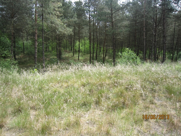 wandeling in Hamont 16-6-2013 079
